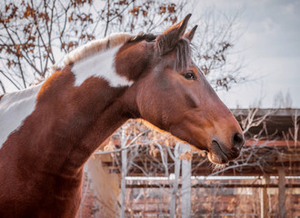 Obraz premium Beautiful piebald horse closeup in the walking open-air cage, nice sunny day. Horse walks on a pasture. Horse eating a hay at ranch summertime. 