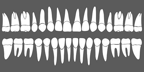 set of human teeth dental template