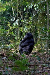 Endangered eastern gorilla in the beauty of african jungle, silverback and family, Gorilla beringei, Democratic Republic of Congo, rare african wildlife