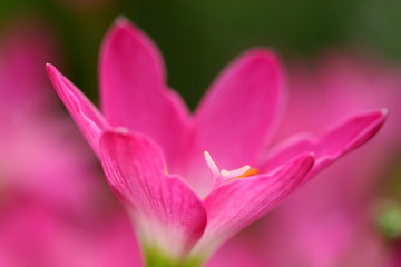 Pink beautiful Fairy lily in garden.