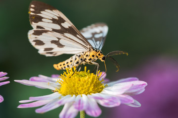 Black and white moth on flowers