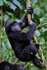 Endangered eastern gorilla in the beauty of african jungle, silverback and family, Gorilla beringei, Democratic Republic of Congo, rare african wildlife