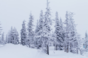 Cold and snowy winter landscape.