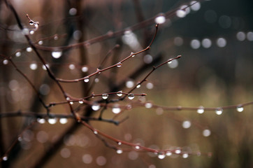 Raindrops on thin branches. Autumn Garden.