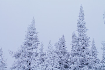 Cold and snowy winter landscape.