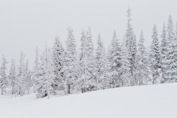 Cold and snowy winter landscape.