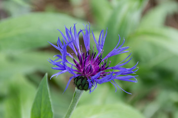 Blüte der Berg Flockenblume, Centaurea montana