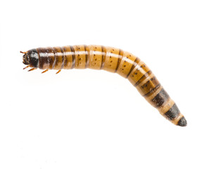 Zophobas atratus/ morio - meal worm isolated on white