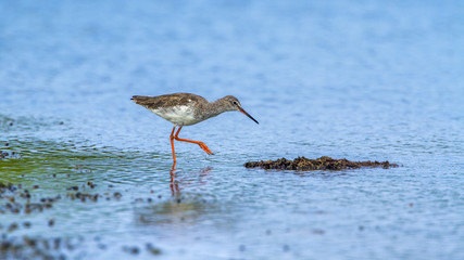 Common redshank in Kalpitiya, Sri Lanka