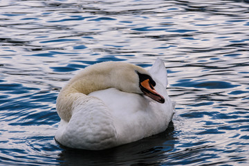 Naklejka premium Royal swan warming itself on the water