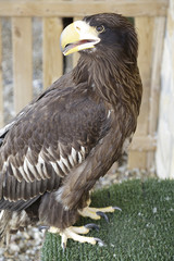 Young Steller's sea eagle (Haliaeetus pelagicus)