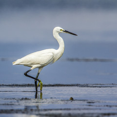 Little egret in Kalpitiya, Sri Lanka