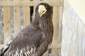Young Steller's sea eagle (Haliaeetus pelagicus)