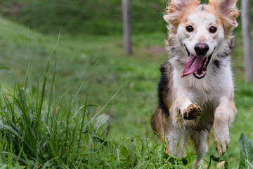 Dog running happily towards the camera