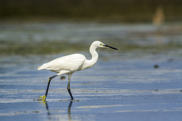 Little egret in Kalpitiya, Sri Lanka
