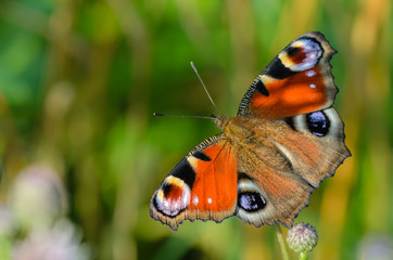Butterfly day peacock