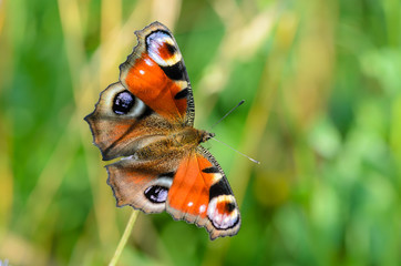 Fototapeta na wymiar Butterfly day peacock