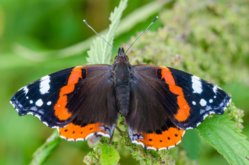 Butterfly vanessa atalanta