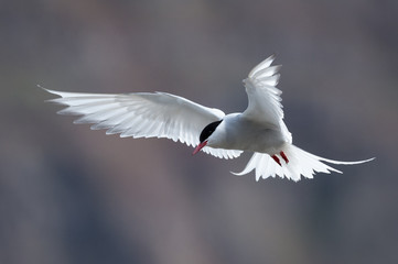 Artic Tern in flight and backlight