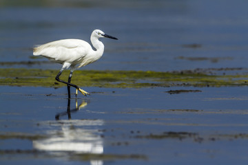 Little egret in Kalpitiya, Sri Lanka