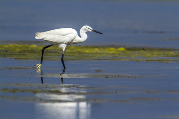 Little egret in Kalpitiya, Sri Lanka
