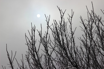 Hoarfrost on thin branches and the sun. Winter Garden.
