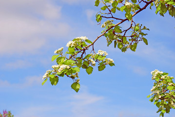 Green plants in a summer garden. Russian nature. Color photo taken at Moscow city public park.