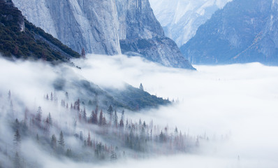 Yosemite Trees in Fog