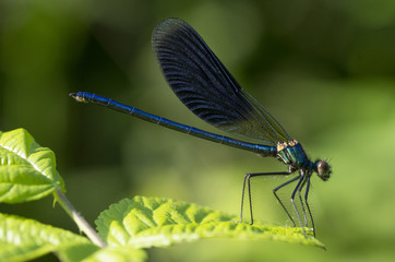 Dragonfly sitting on a blade of grass