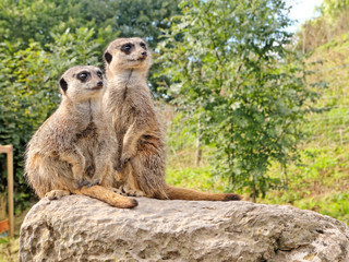 Fototapeta premium Two meerkats standing guard on rock.