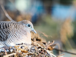 Dove lying in a nest on a tree in the forest.