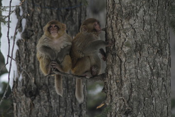 Monkeys on a tree