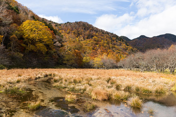 Swamp in nikko