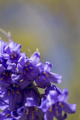 Macro of bluebells in spring, Malvern Hills, Worcestershire, UK