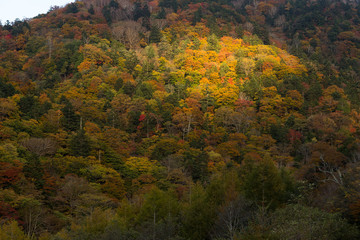 Fototapeta premium Colourful forest and sun beam