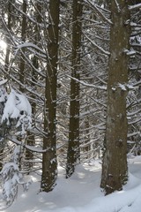 Randonnée dans les Vosges neige