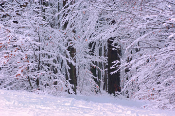 Pierwszy śnieg © Jozef