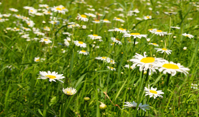 Wildflowers daisies blooming in the field. 