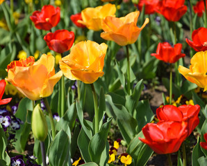 Tulips in the garden