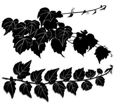 a sprig of of ivy