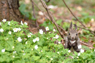 笑顔のエゾリス