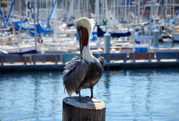 Brown Pelican (Pelecanus occidentalis) Closeup in Monterey Harbour