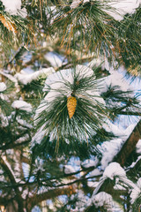 pine branch with cones in the snow in the winter. bottom view, tinted photo