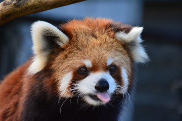 レッサーパンダ