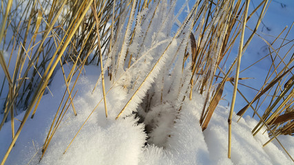 Dry stalks of plants covered with snow