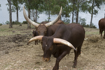 Toros