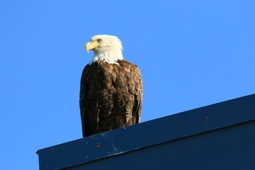 Eagle on the roof