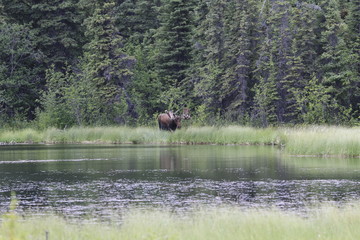 Bullmoose on the other side of the lake