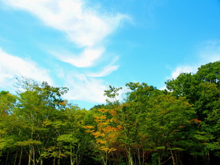 秋の林と青空