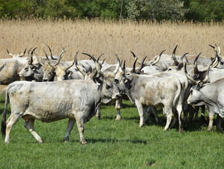 Wild cattle on the meadow
